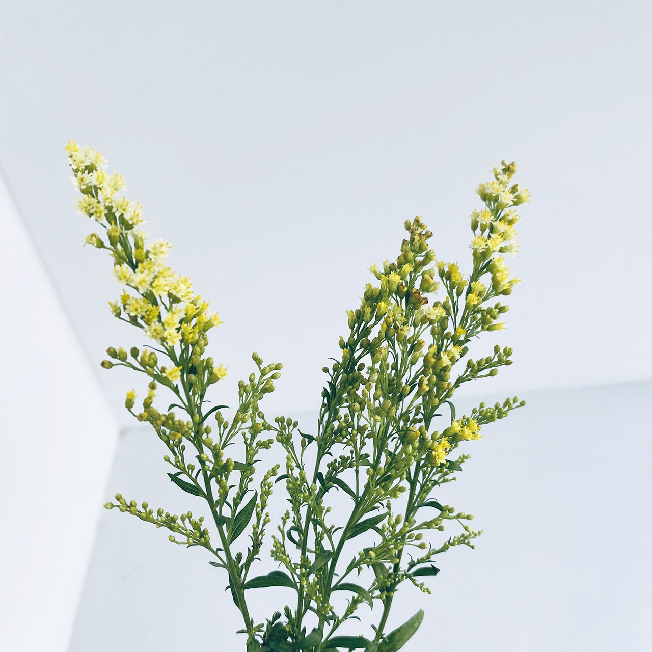 商品画像5枚目：スタッフ おまかせアレンジ